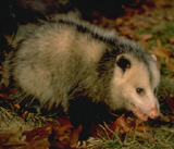 Opossum